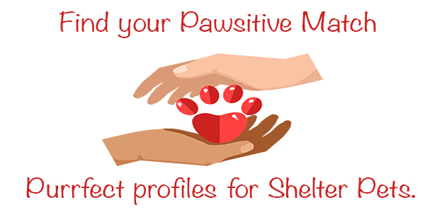 pawsitive image